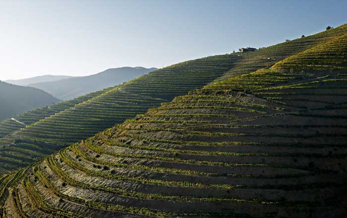 Azeite e vinagre de vinho do Porto