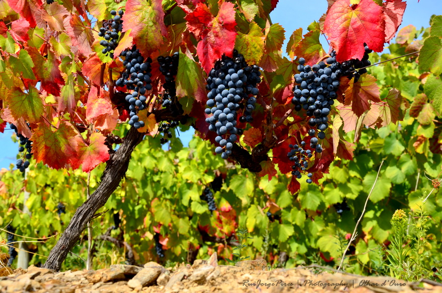 Sobremesas com sabor a uvas no Porto