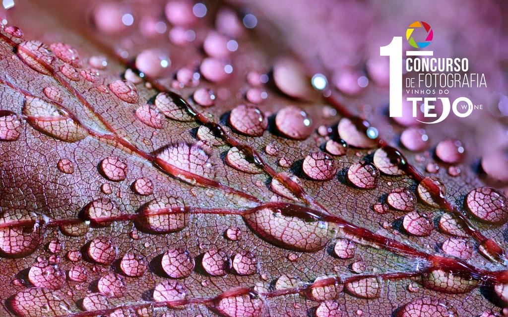 Concurso de Fotografia Vinhos do Tejo