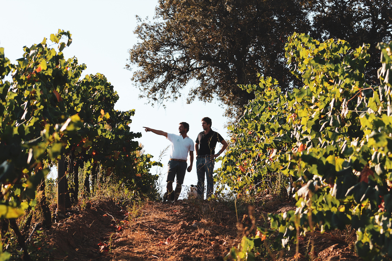 Que tal começar Setembro com uma experiência de vindima?