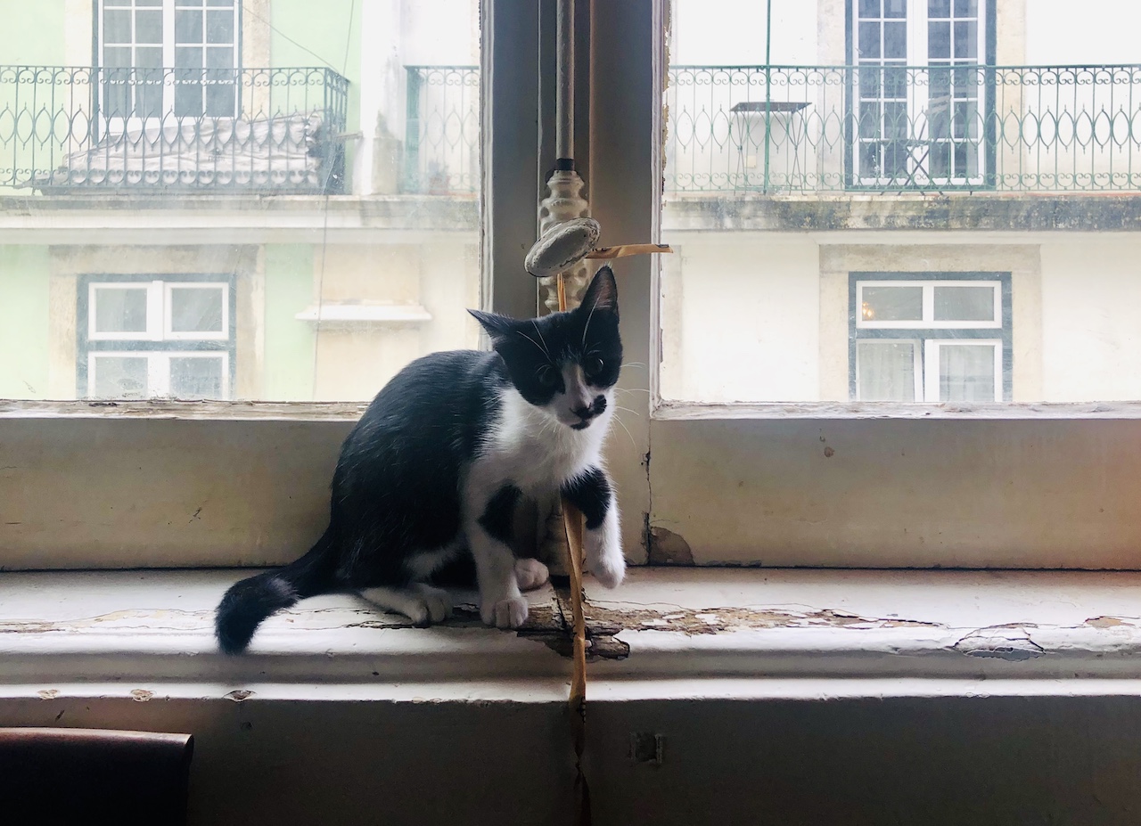 Um gato em casa, mais limpeza