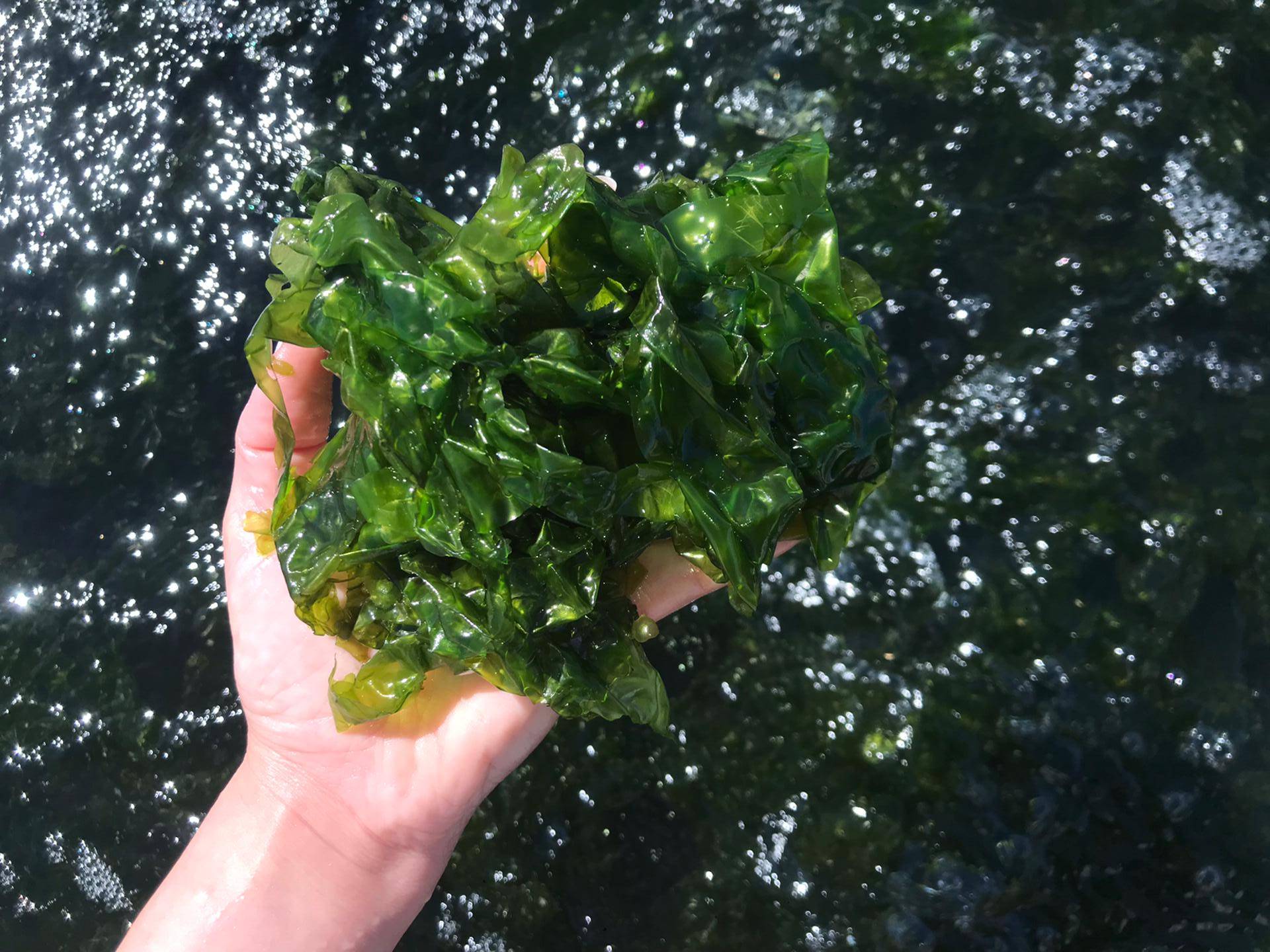 Maionese com sabor a mar? Sim