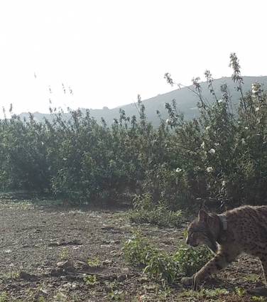 Reintrodução de linces-ibéricos no Algarve