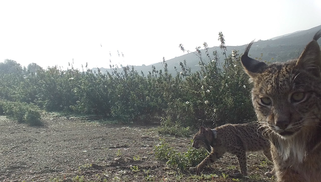 Reintrodução de linces-ibéricos no Algarve