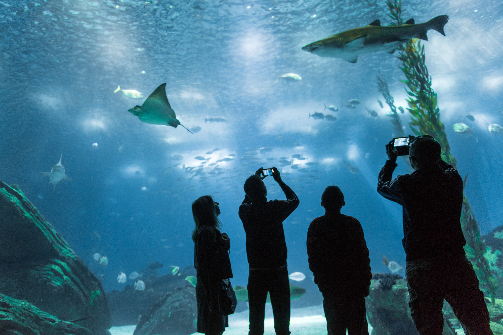 Oceanário, um bom local para passar o Dia do Pai