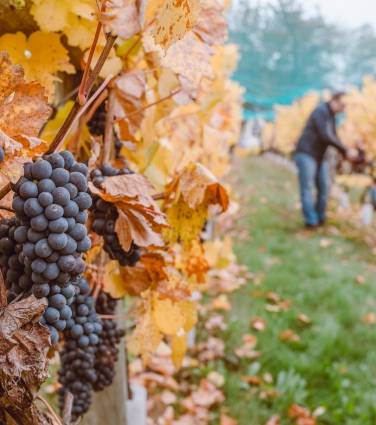 Pequenos e médios produtores em vinho à beira da falência
