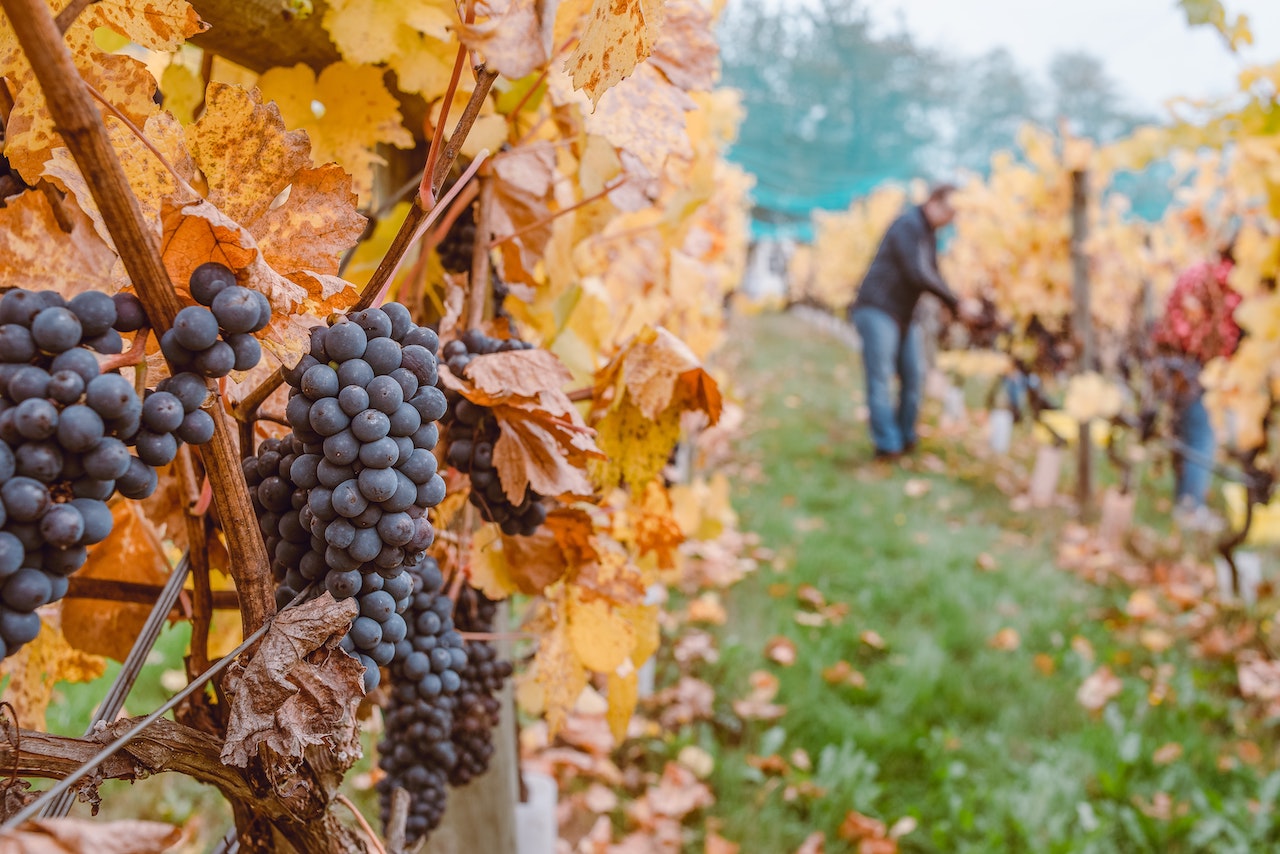Pequenos e médios produtores de vinho à beira da falência