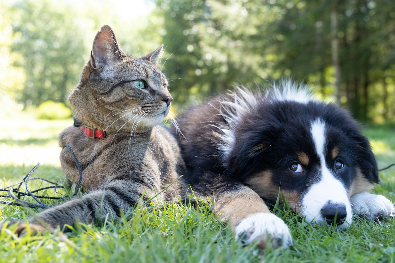 Pet-friendly ? Qual o melhor destino português